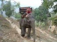 human and elephant
